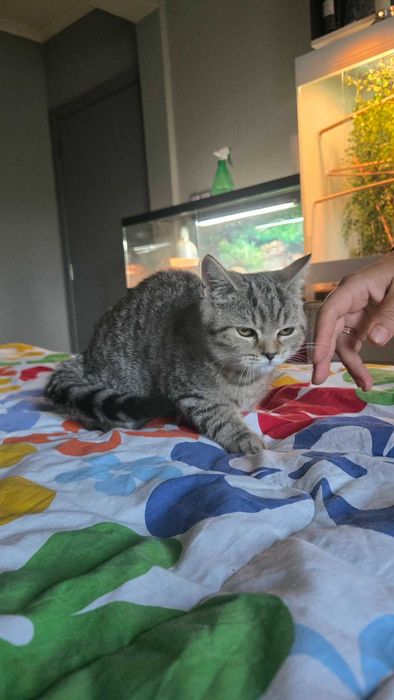 Британски котета,Британска котка