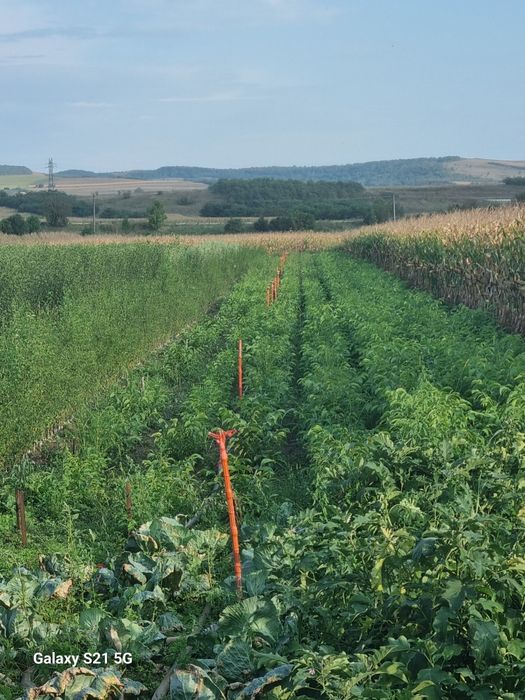 Vând piersic și nuc.
