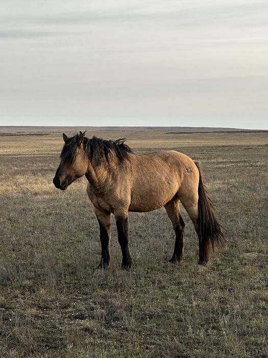 Айғыр 2018 сатамын