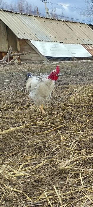 Екі қораз Голошейка