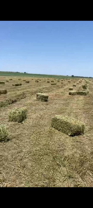 Сена чистый клевер