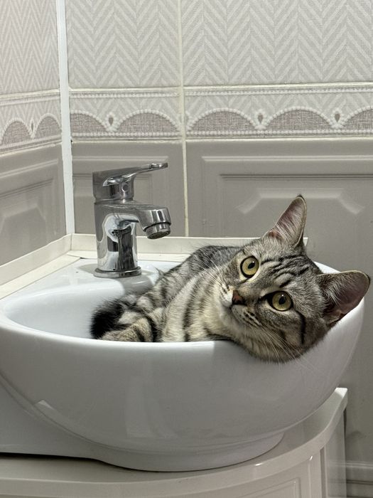 Отдам в хорошие руки кошку