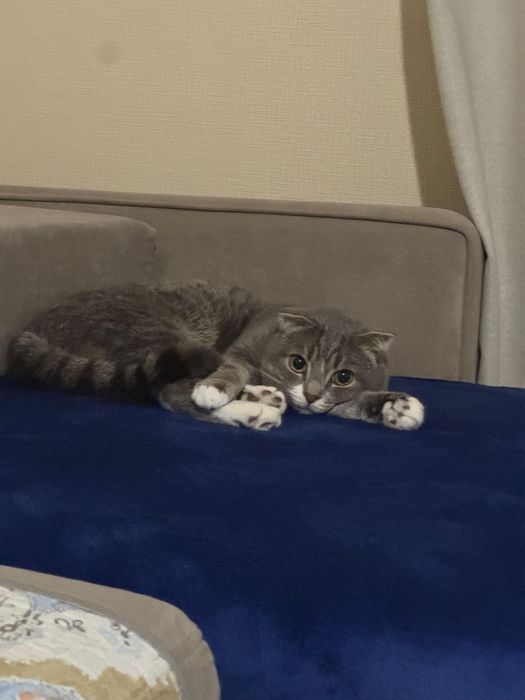 Шотландскии кот мысық