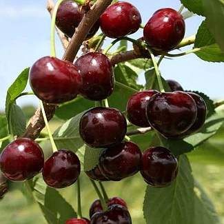 Вишня саженцы по 1000тенге за дерево