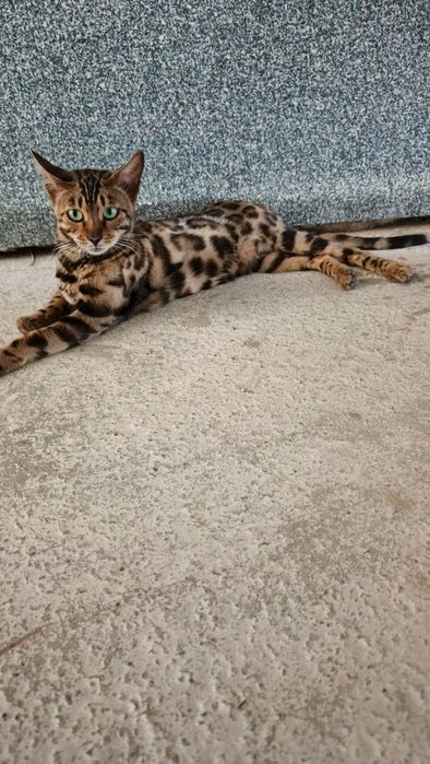 Кошка Бенгальская