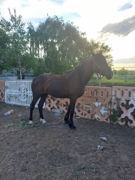 Продаём дояных коров