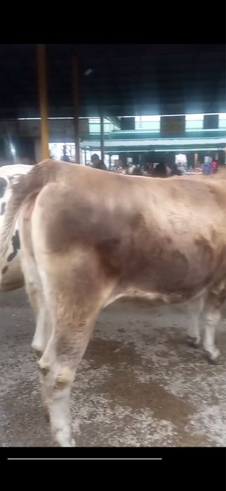 Сминтал 2 йош тоза зот