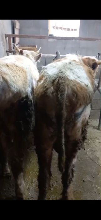 Продам Три Быка .