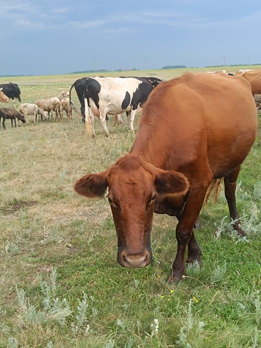 Продам корову третий отел
