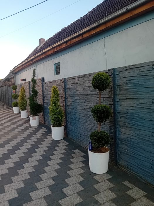 Plante irigatii gazon