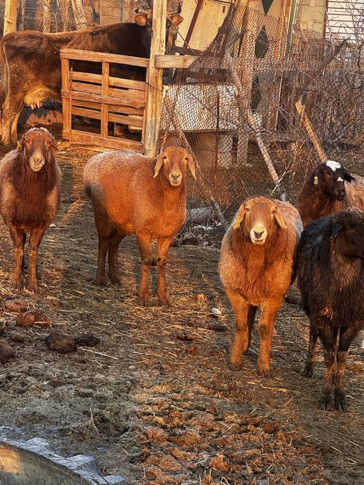 Қой сатылады семіз қойлар саулықтар