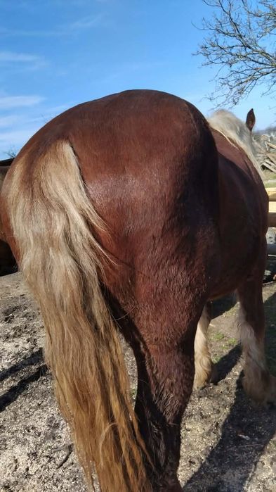 Manz 1 an si 10 luni