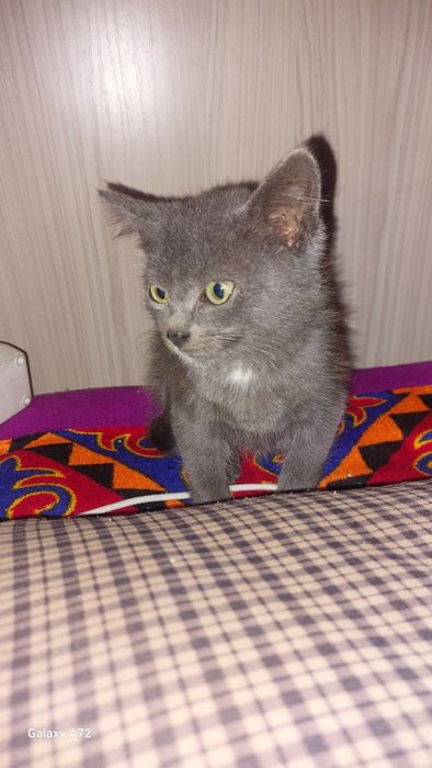 Отдам котёнка в добрые руки остался один мальчик месяц ему приучен к