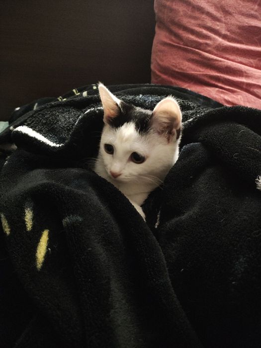 Пристраиваю котенка