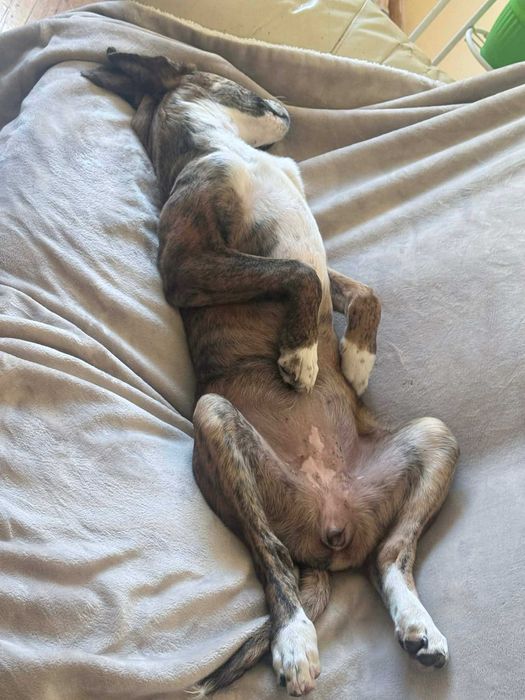 Женско куче на 5 месеца. МОЛЯ ПРОЧЕТЕТЕ ОПИСАНИЕТО!!!