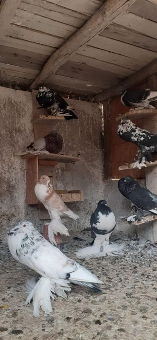 Porumbei gusati de pomerania