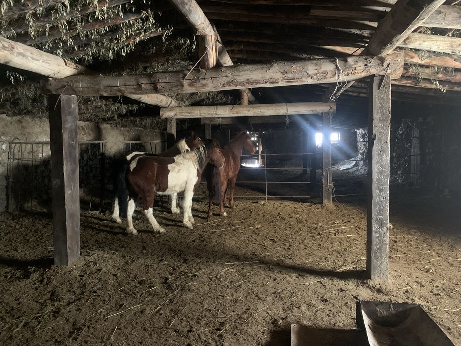 1,5 жасар тайлар