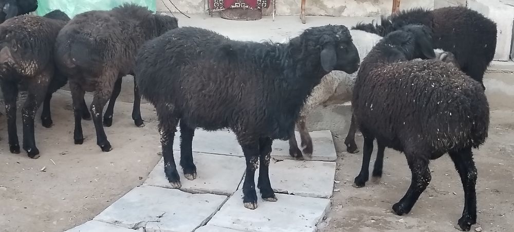 Кузи Кучкорлар сотилади 8 10 ойлик киргизистан сони 10та еб ичиши зор.