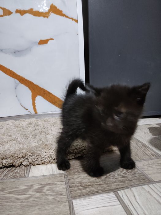 Отдам в хорошие руки