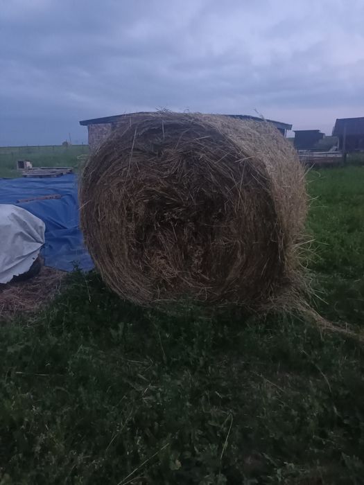 Baloate mari de lucernă 150 pe 160