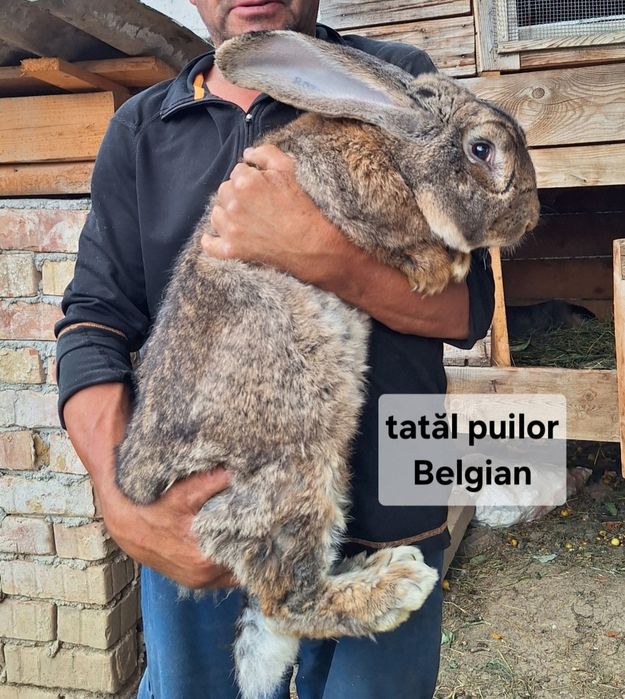 Vând pui iepure metiș belgian și berbec german rasa mare