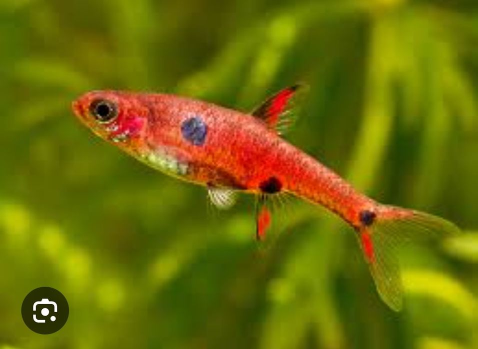 Аквариумные рыбки