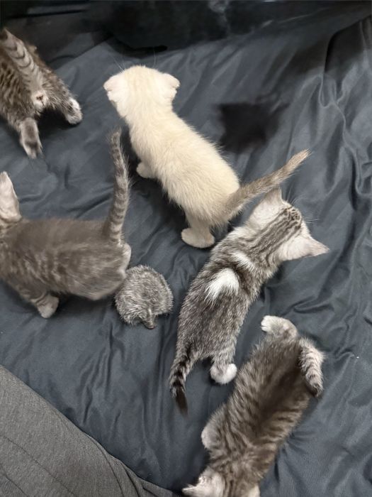 Продаются шотландские котята