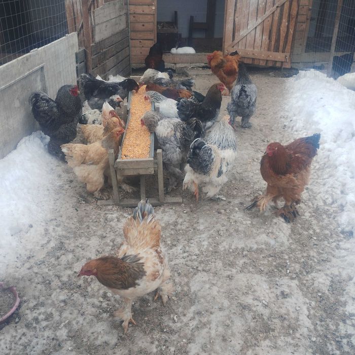 Cocoși brahma și australop de anul trecut!