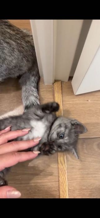 Шотландская котята