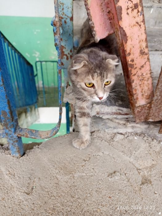 Бесплатно, кошка около 1года