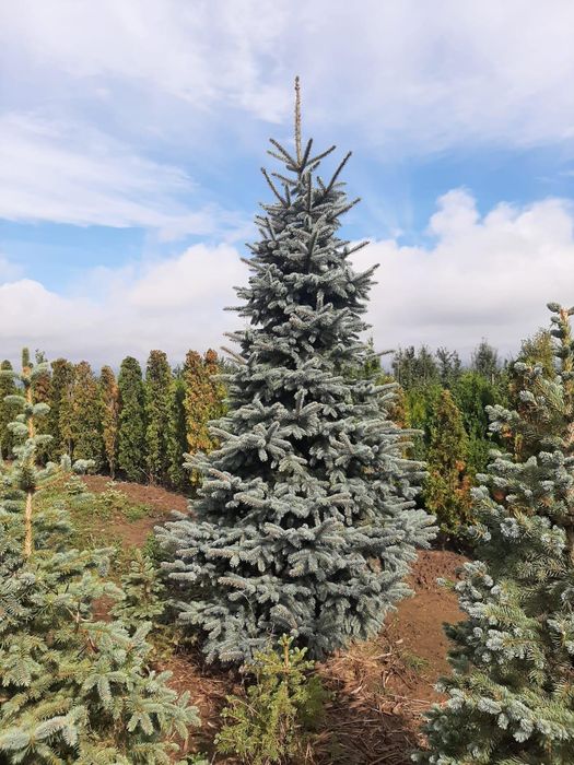 Tuia Brazi Mesteacan Tei Platani Paltini Catalpa