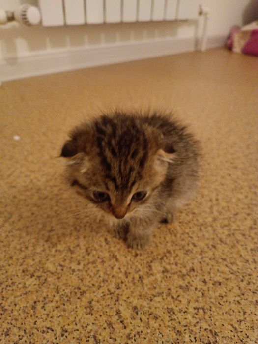 Шотландские вислоухие котята