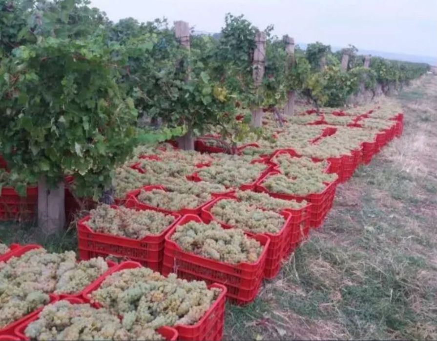 De vanzare struguri de vin