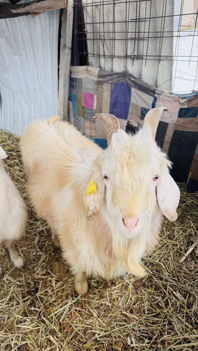 Продам козу стельную и козла