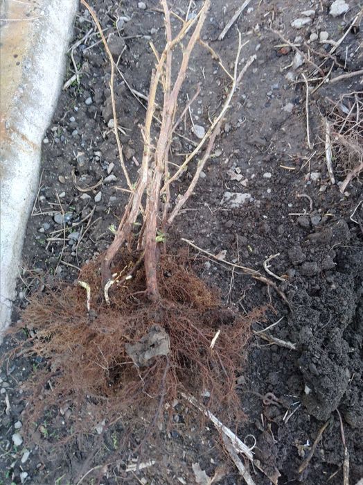 Продам саженцы малины Бабье лето