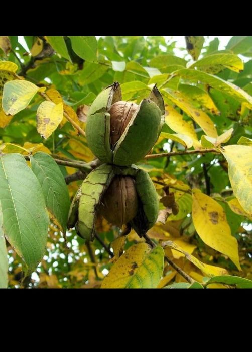 Vând pomi fructiferi