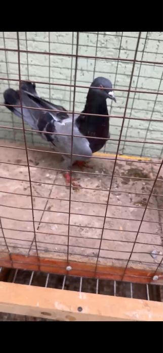 Голуби. Сизые ширакохвостые бакинские