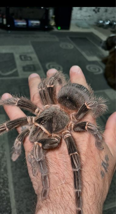 Продаётся паук птицеед Ласиодора Парахибана(самка)