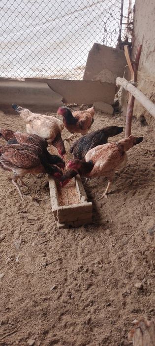 Турецкий птица товуклар