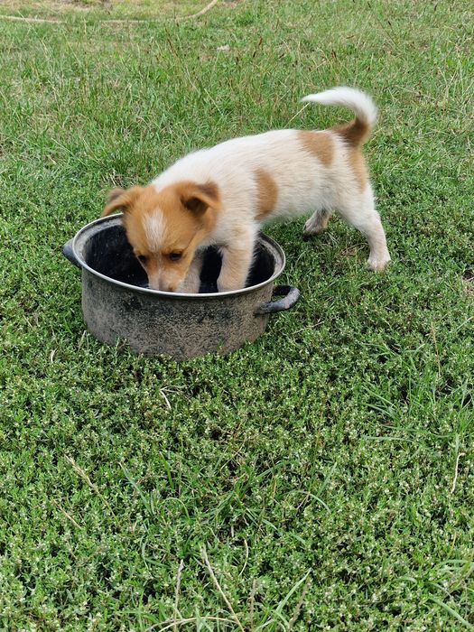 SPRE ADOPȚIE – Cățelușă de talie mică