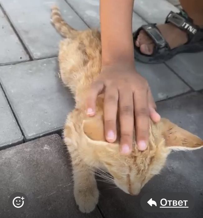 Котенок мальчик окрас таби