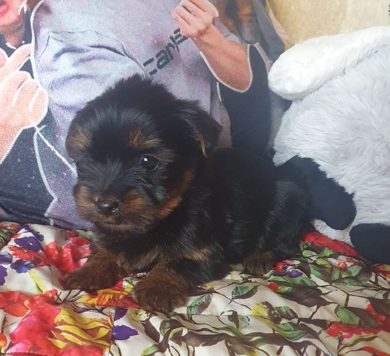 Малко мъжко йорки