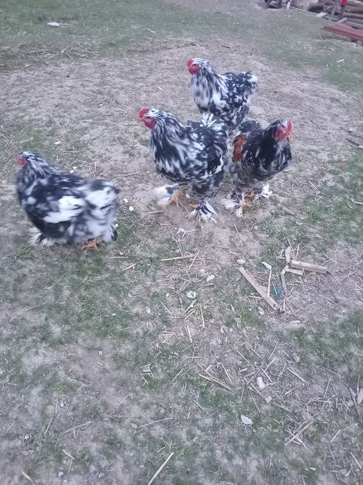 Cocoși  brahma  negru bobat