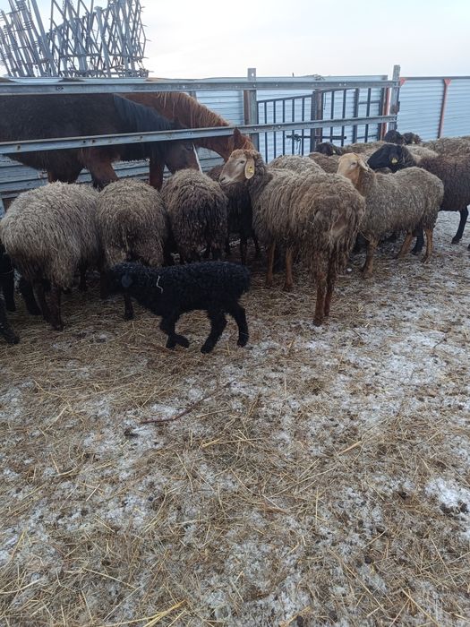 Продам крупных овцематок на племя