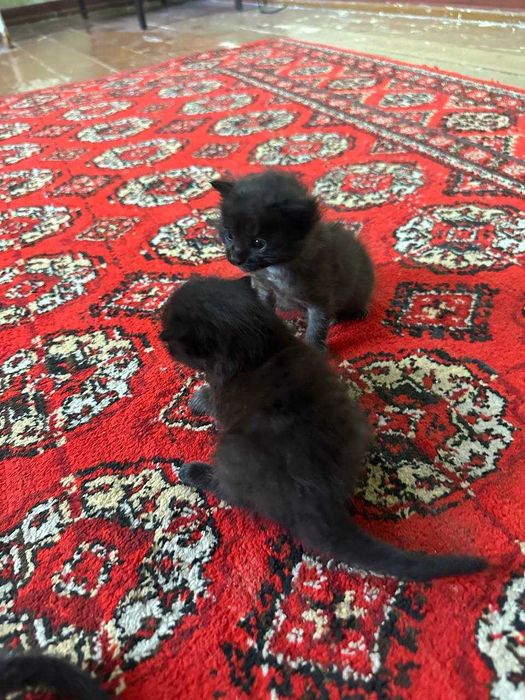 Mushukchalar sotiladi