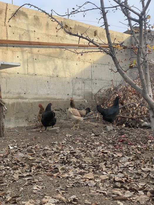 Qora tovuq onasi ochgan