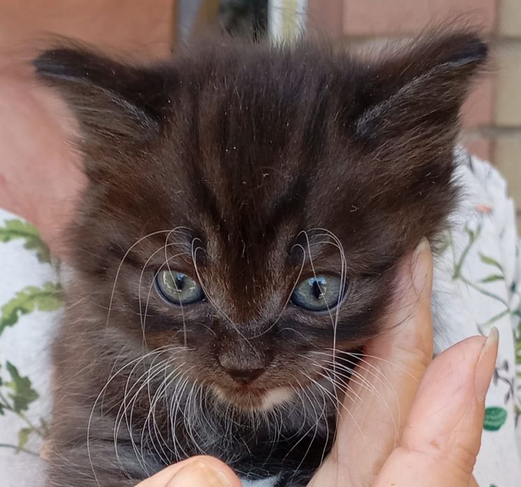 Отдам котёнка мальчик