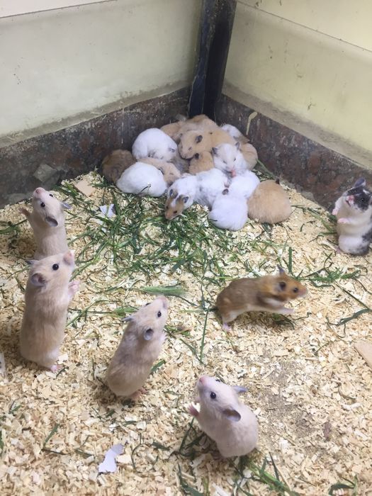 Сириески хамяк ручной