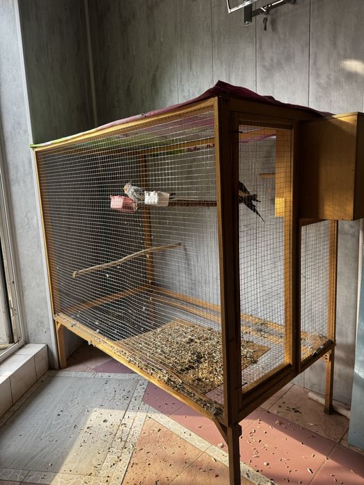 попугай корелла с вольерам прадаётса