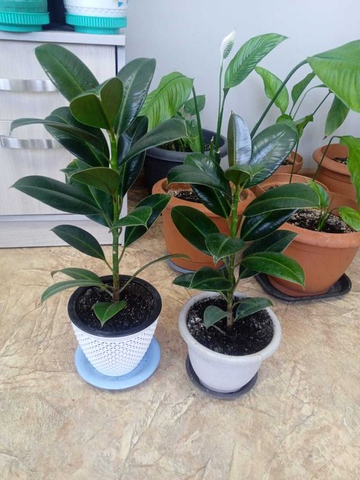 Шикарные фикусы!